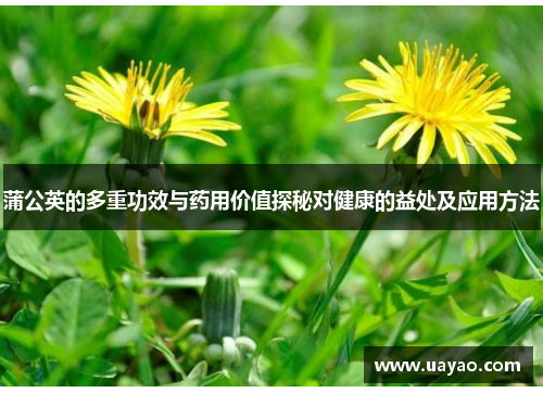 蒲公英的多重功效与药用价值探秘对健康的益处及应用方法