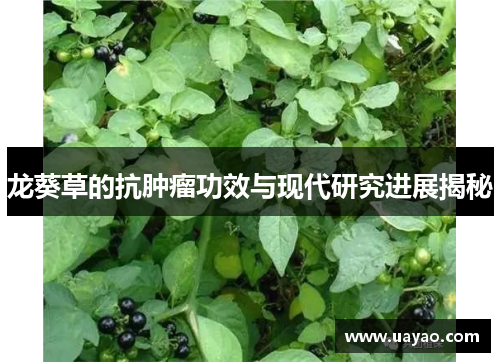 龙葵草的抗肿瘤功效与现代研究进展揭秘